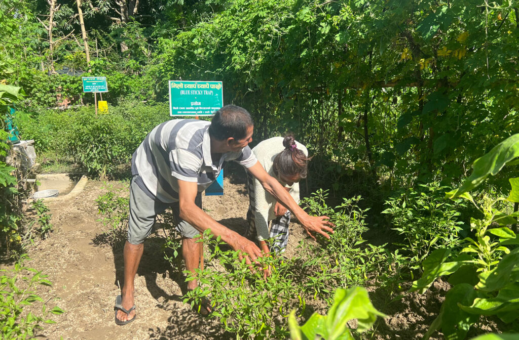 Bindhu Sashi working with her father in the farm