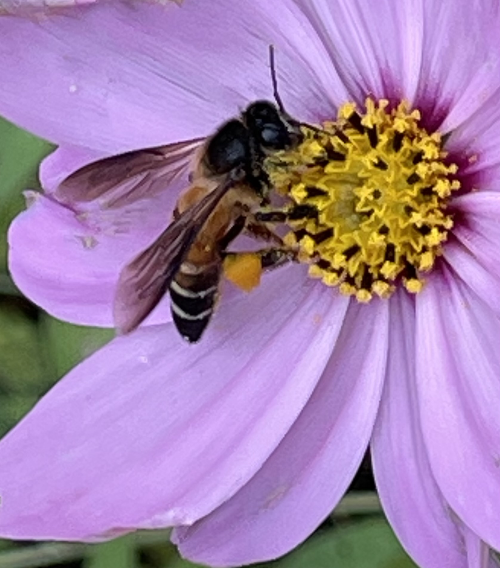 Can Bee Beyond Honey: How Bee Products Can Boost Rural Economies - ICIMOD Blog