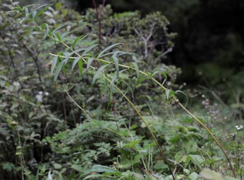 3 Polygonatum verticillatum