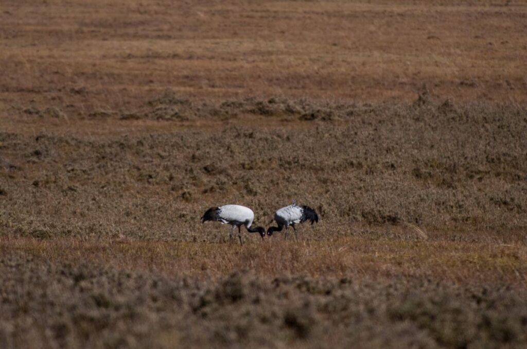 Black-necked cranes winter in the Phobjikha valley. Photo: Alex Treadway/ICIMOD.