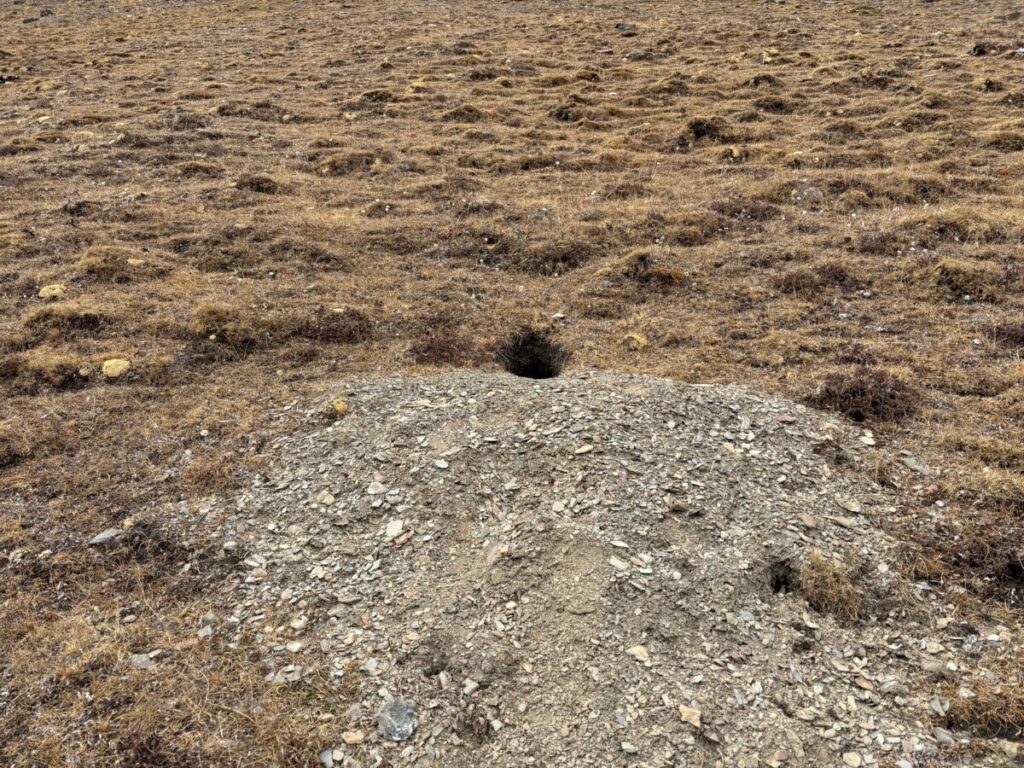 Mound