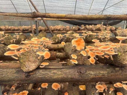 0ec8b261 c53e 460f 8390 e6b0f2c97e2e